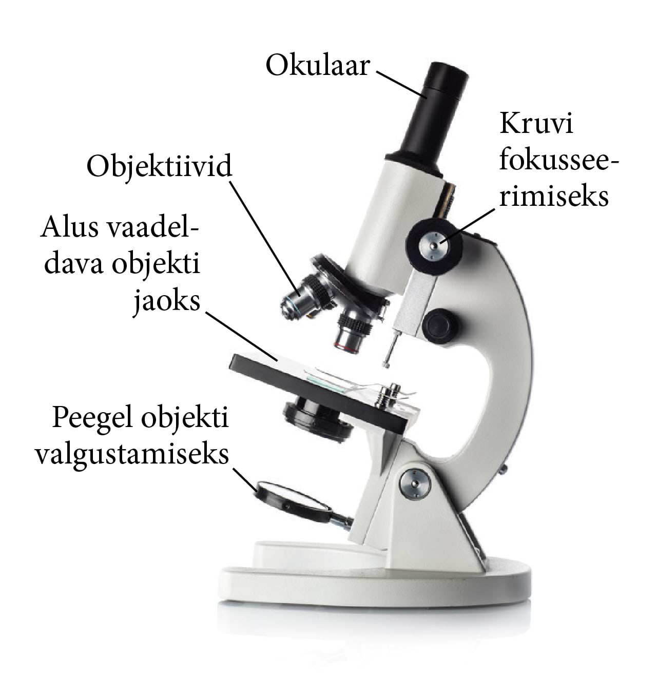 The basic parts of a microscope